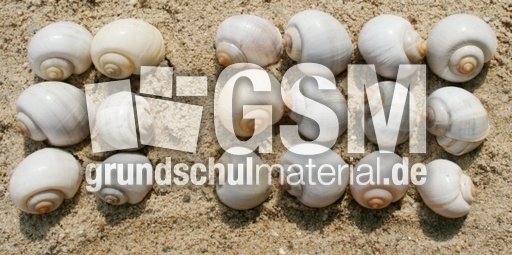 Schneckenhäuser-6+12.jpg